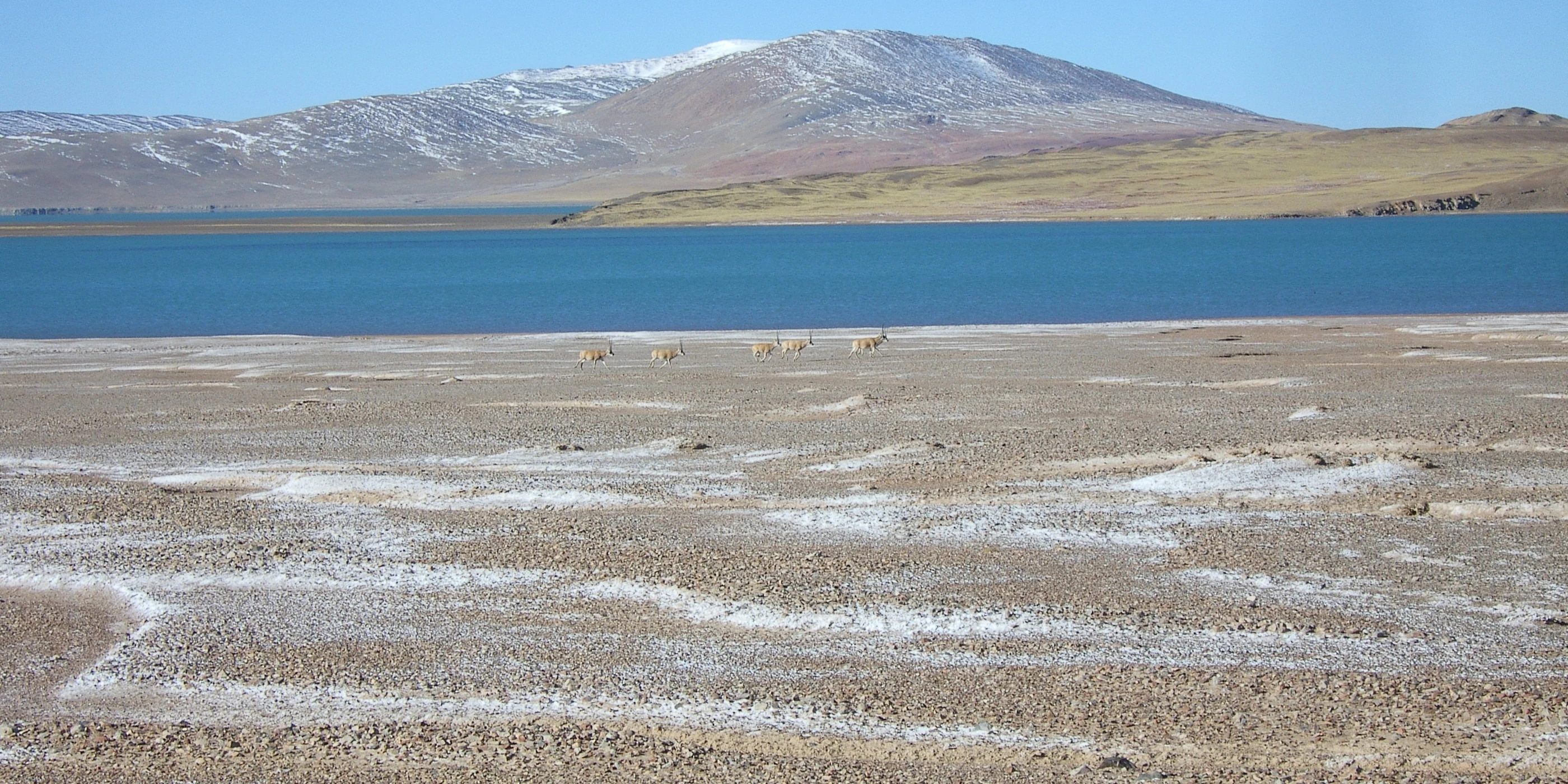 A small herd of chiru, the Tibetan antelope, by the lake Pur Co in the Changtang of northern Tibet