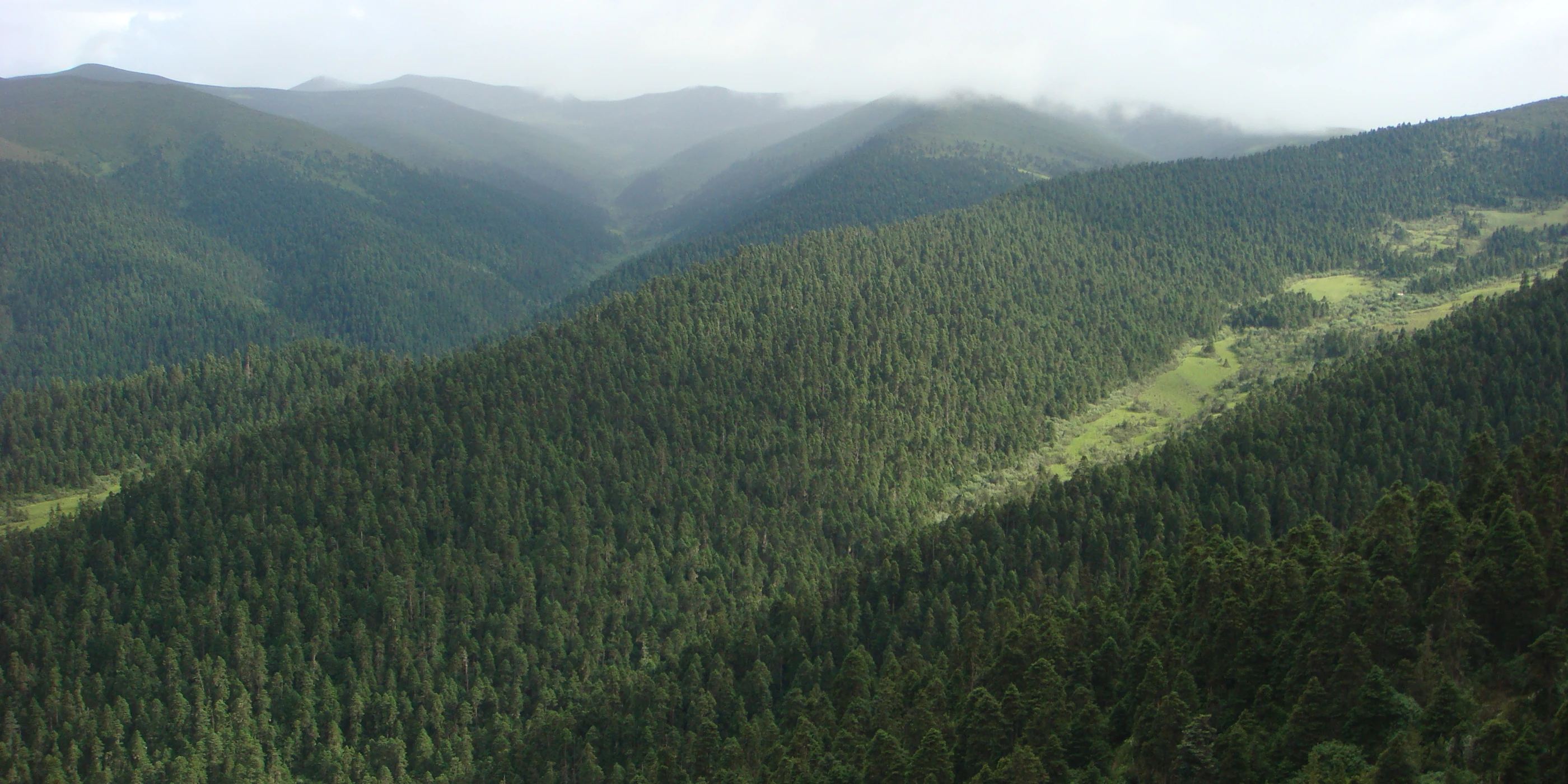 Forest in Nyingchi, in the wooded gorges of Kongpo, south-eastern Tibet