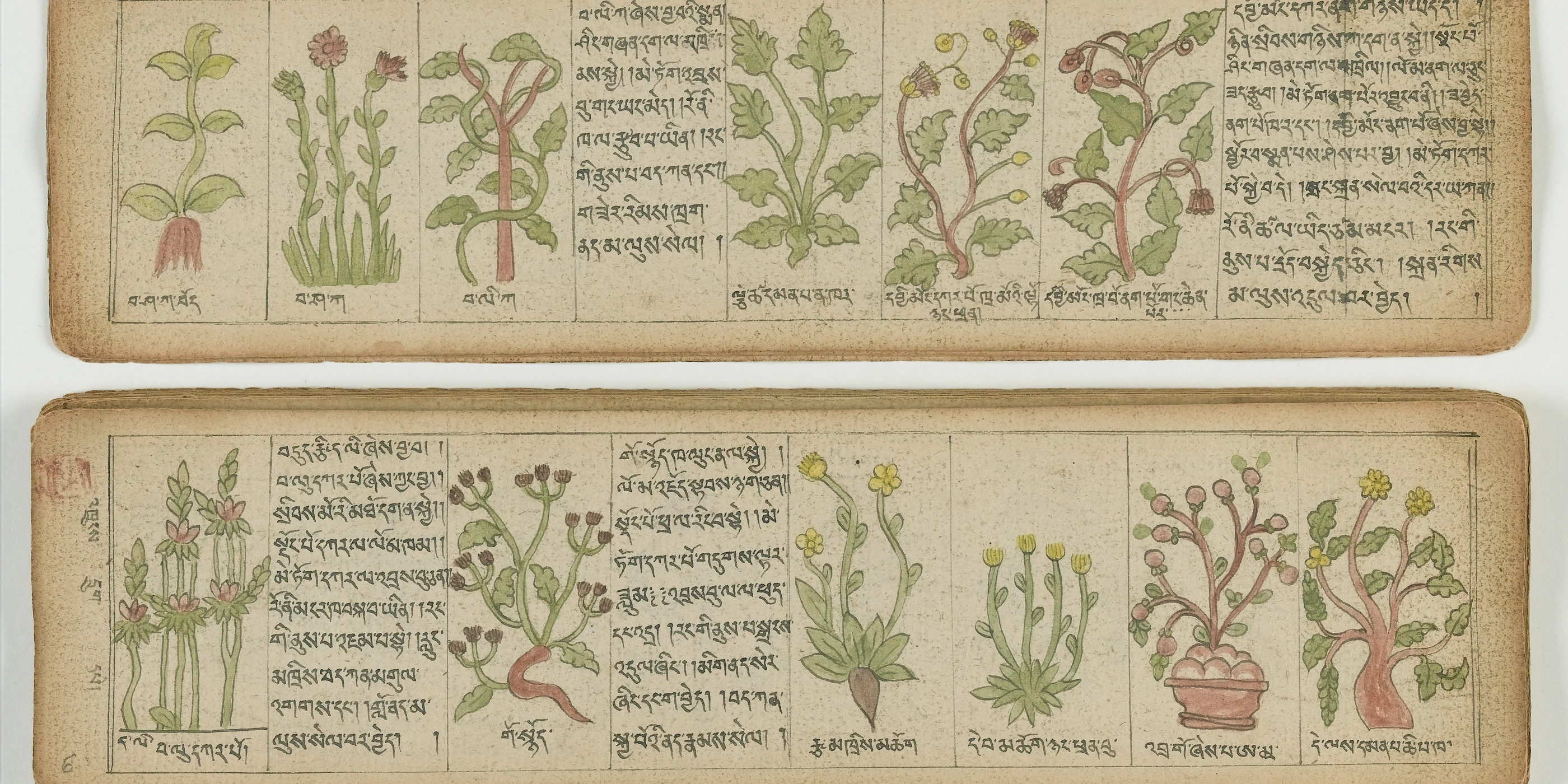 A page of an illustrated Tibetan manuscript on medicinal plants
