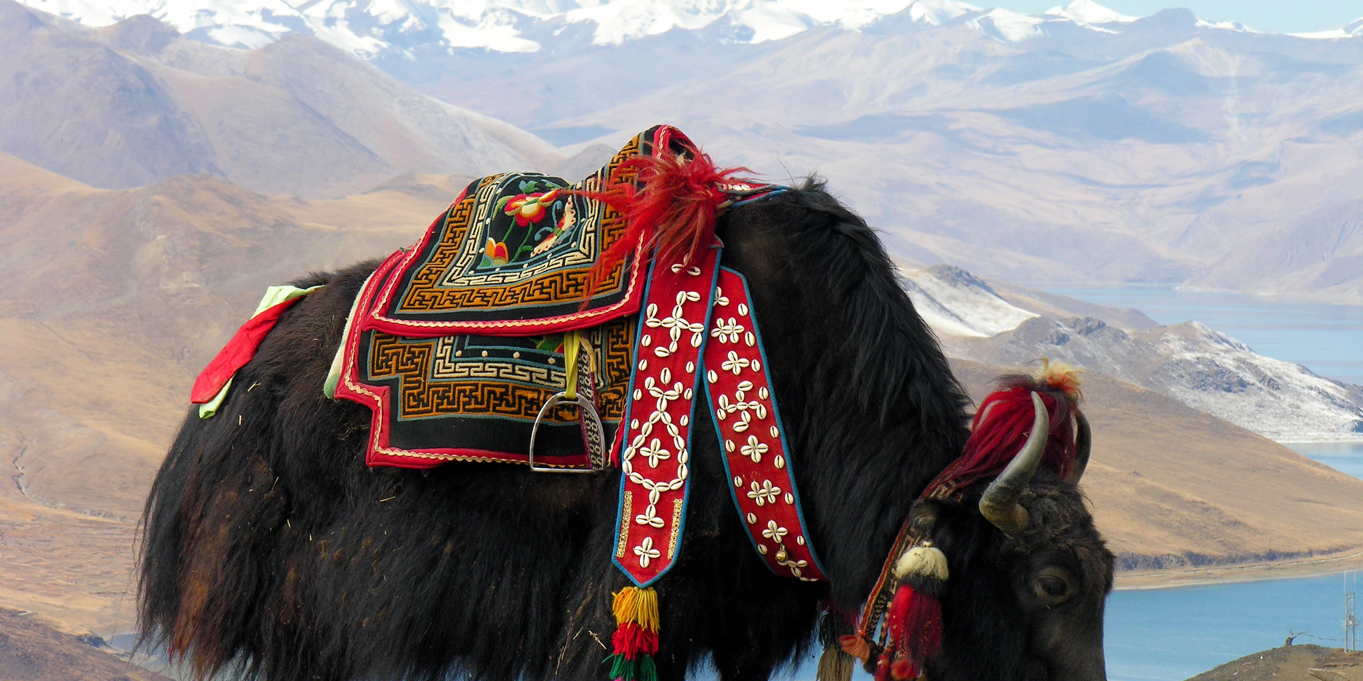 A yak on the shore of Yamdrok Yumtso, the turquoise lake of central Tibet