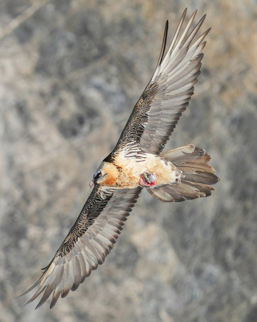 Lammergeier (bearded vulture) (Gypaetus barbatus)