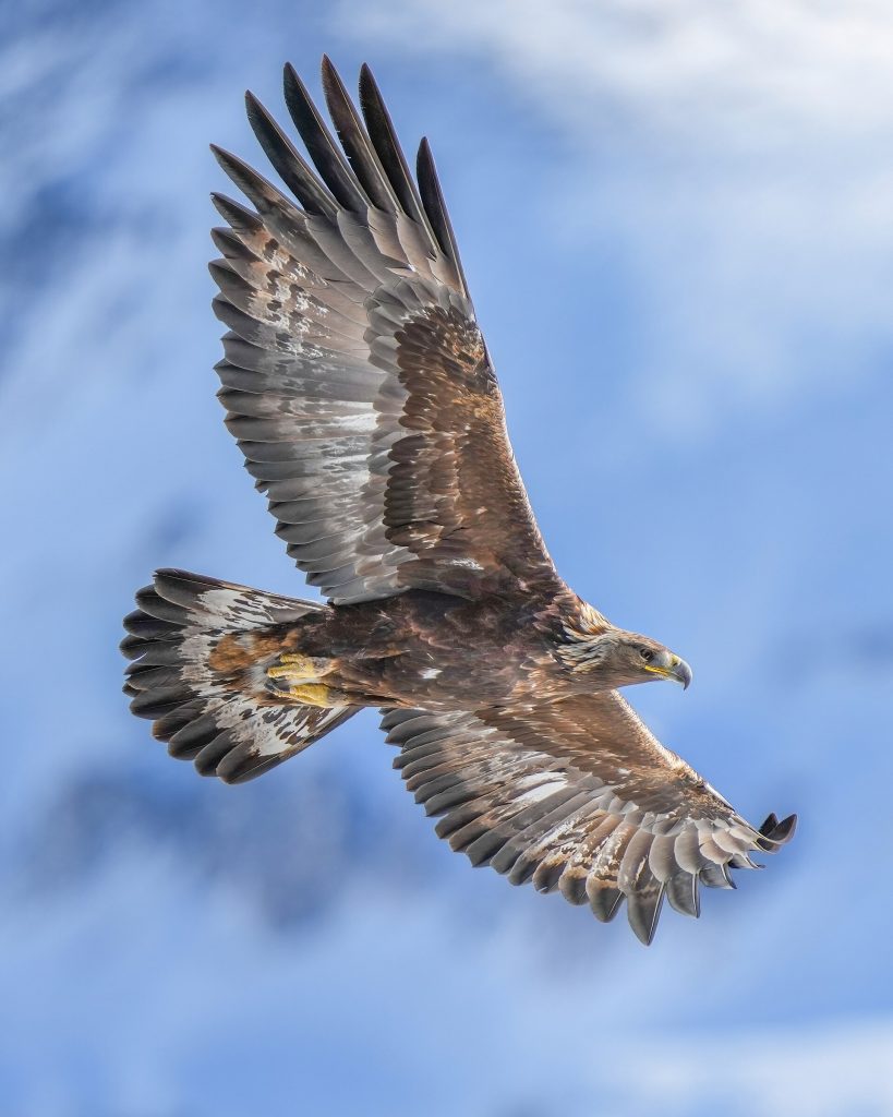 Golden eagle (Aquila chrysaetos)