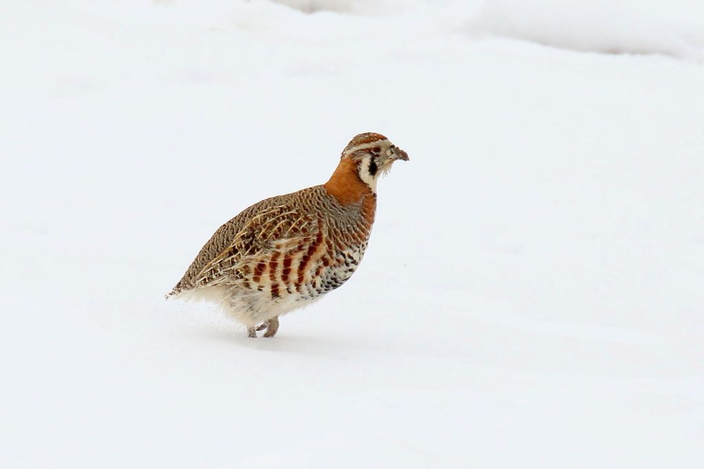 Tibetan partridge (Perdix hodgsoniae)