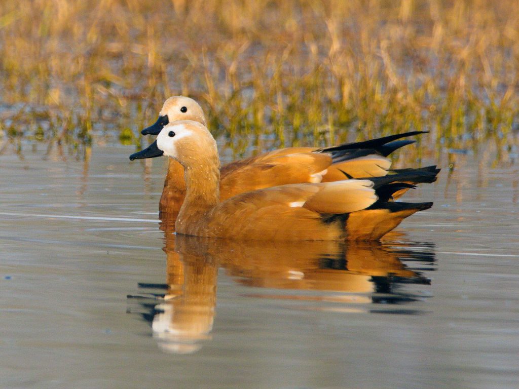 Ruddy shelduck (Tadorna ferruginea)