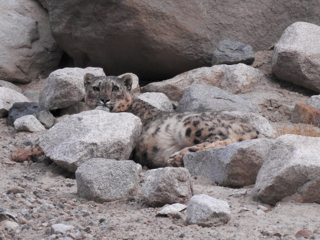 Snow leopard (Panthera uncia)