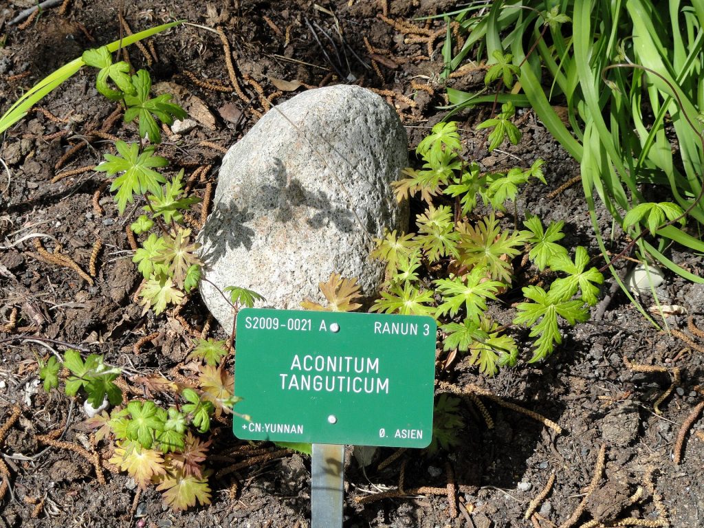 Tangut aconite (Aconitum tanguticum) (Aconitum tanguticum)