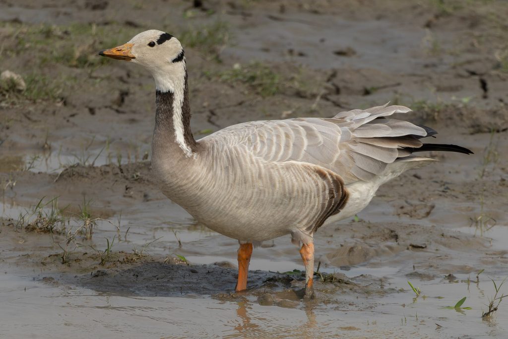 Bar-headed goose (Anser indicus)