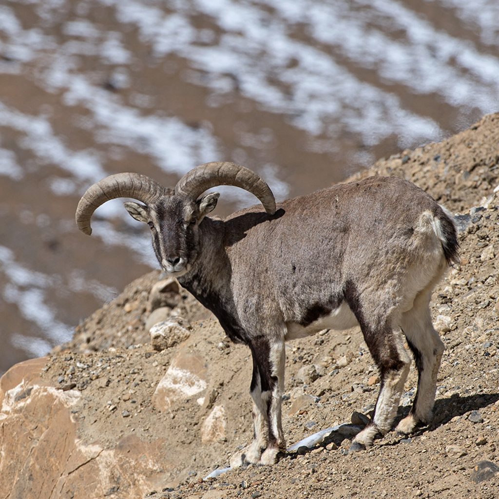 Blue sheep (bharal) (Pseudois nayaur)