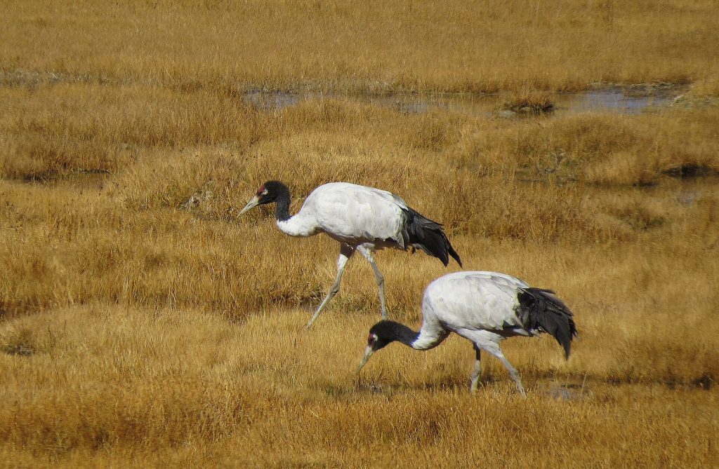 Black-necked crane (Grus nigricollis)