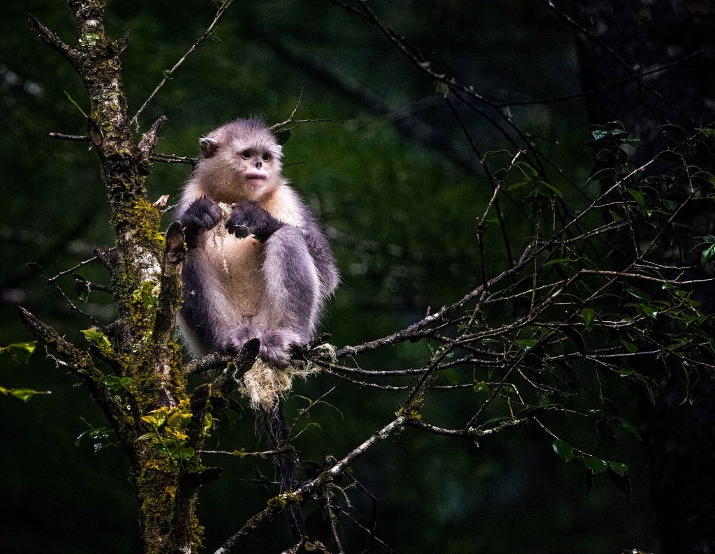 Black snub-nosed monkey (Rhinopithecus bieti)
