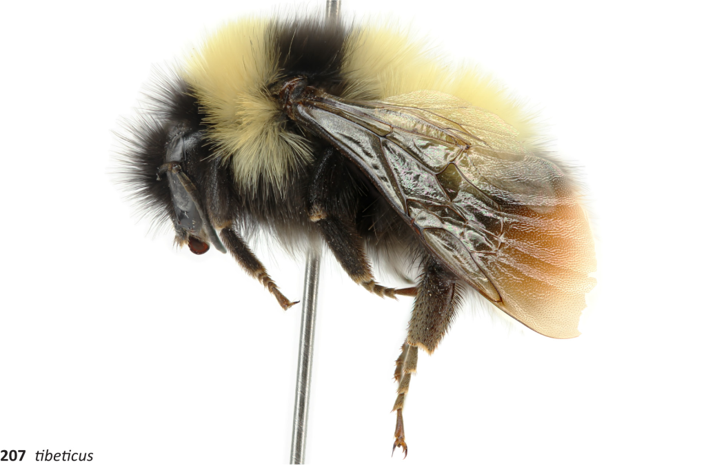 Bumblebees (Bombus spp.)