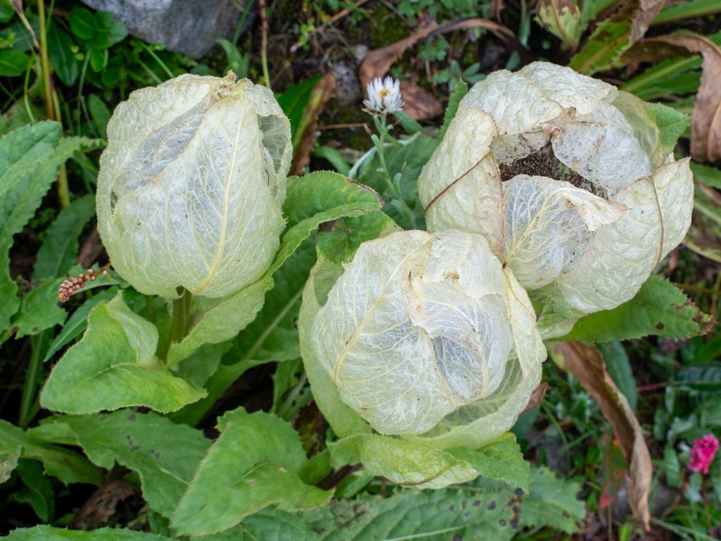 Brahma’s lotus (Saussurea obvallata) (Saussurea obvallata)