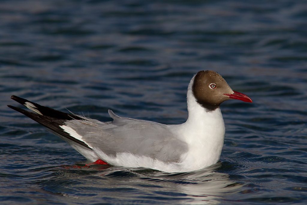 Brown-headed gull (Chroicocephalus brunnicephalus)