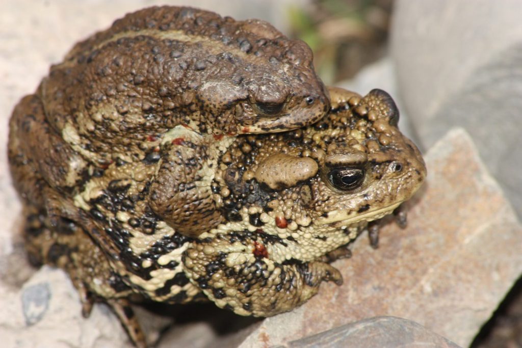 Tibetan toad (Bufo tibetanus)