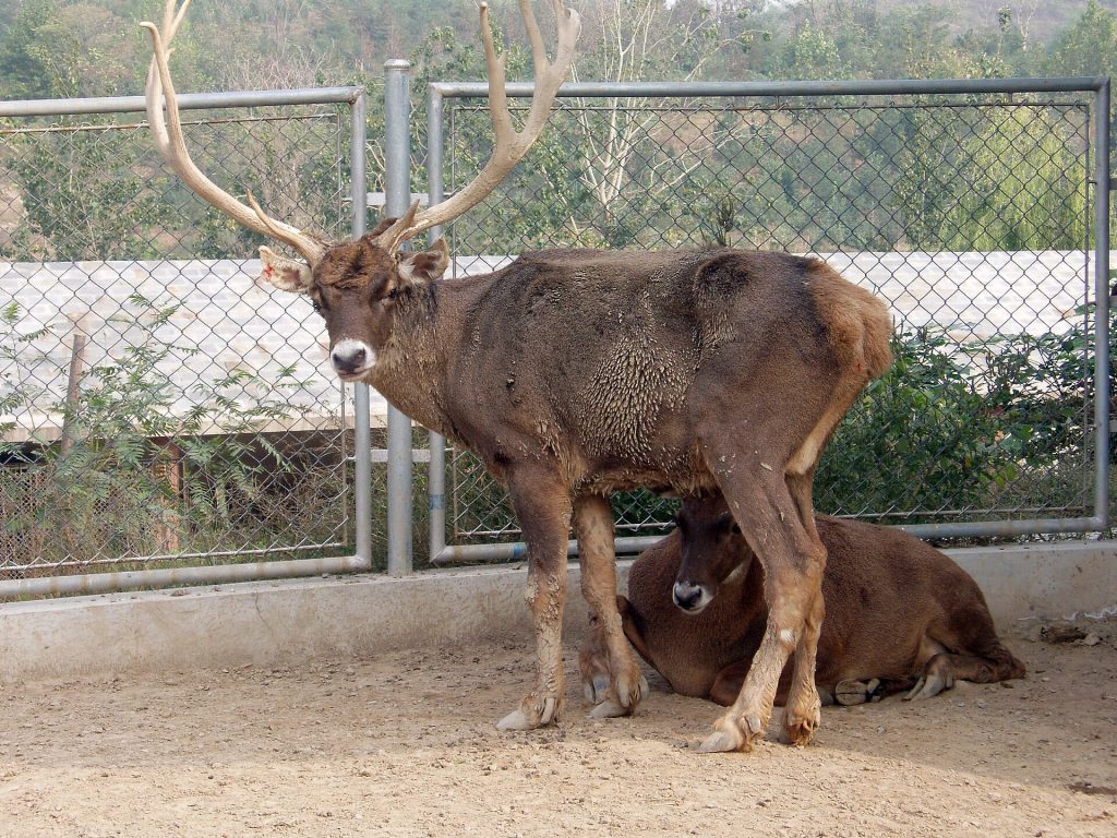 White-lipped deer (Thorold’s deer) (Cervus albirostris)