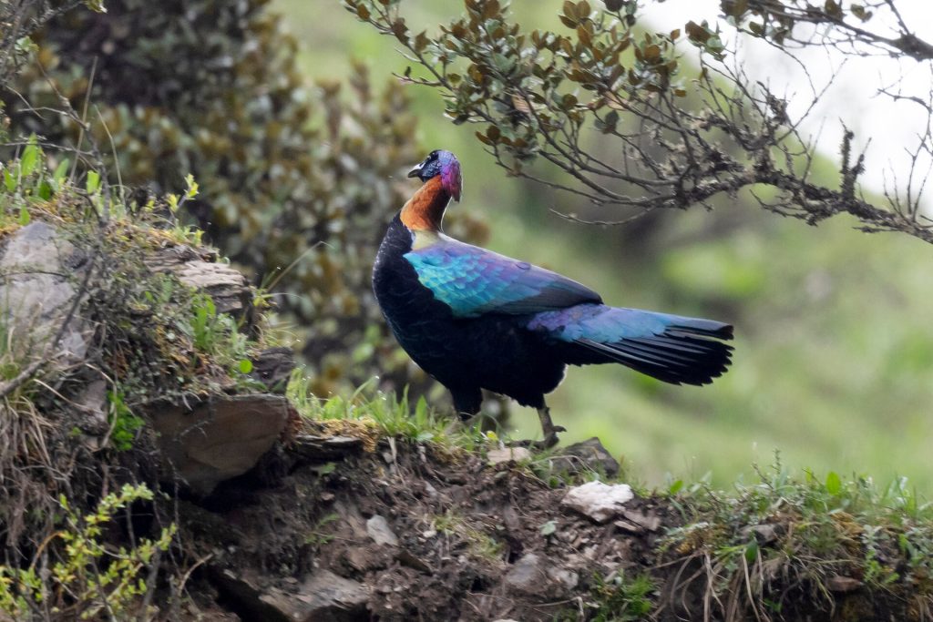 Chinese monal (Lophophorus lhuysii)