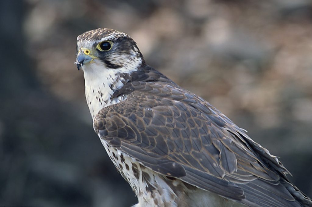 Saker falcon (Falco cherrug)