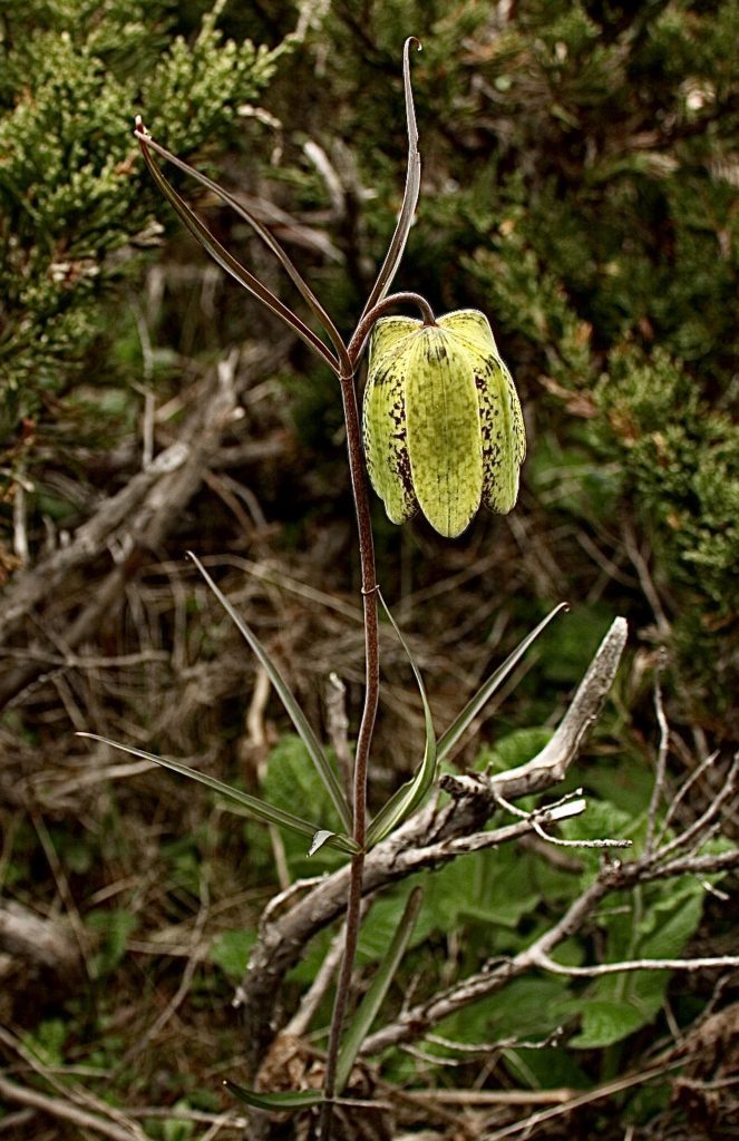 Himalayan fritillary (Fritillaria cirrhosa)