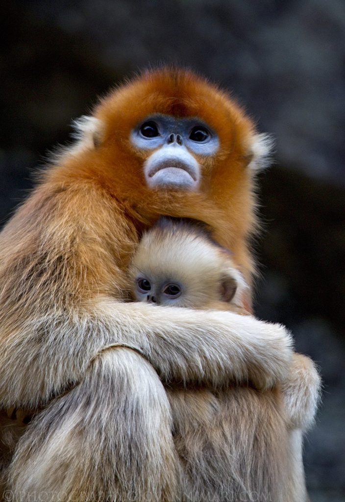 Golden snub-nosed monkey (Rhinopithecus roxellana)