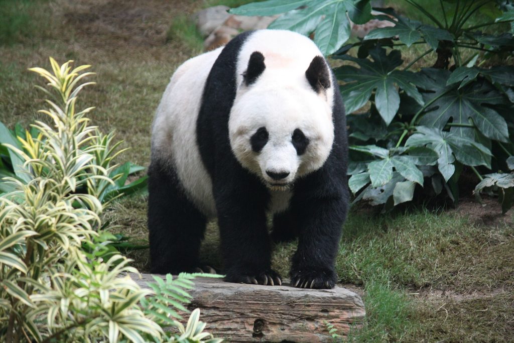 Giant panda (Ailuropoda melanoleuca)
