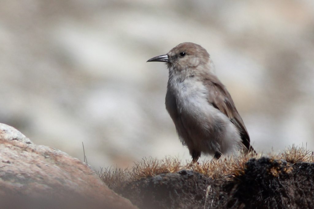 Ground tit (Pseudopodoces humilis)