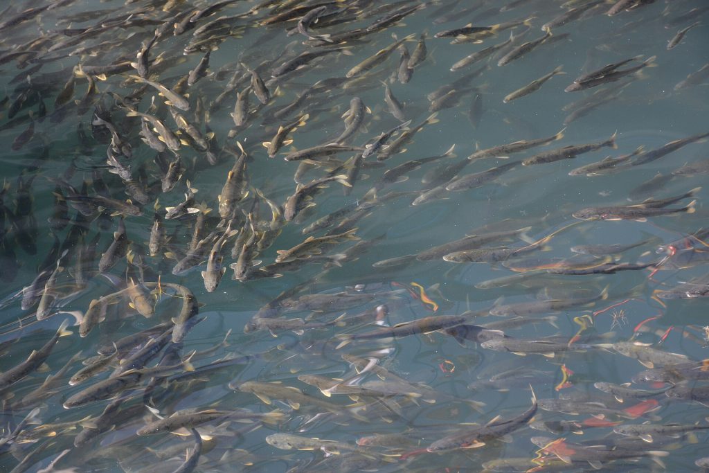 Tso Ngonpo naked carp (Gymnocypris przewalskii)