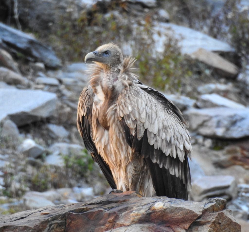 Himalayan vulture (Gyps himalayensis)