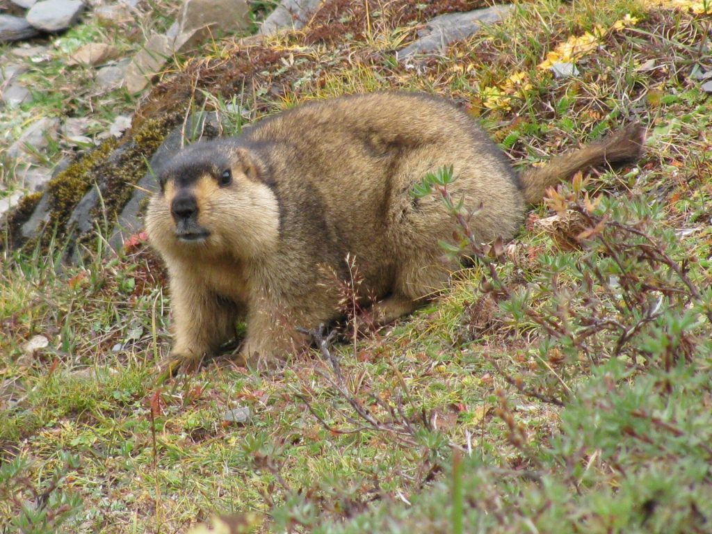 Himalayan marmot (Marmota himalayana)