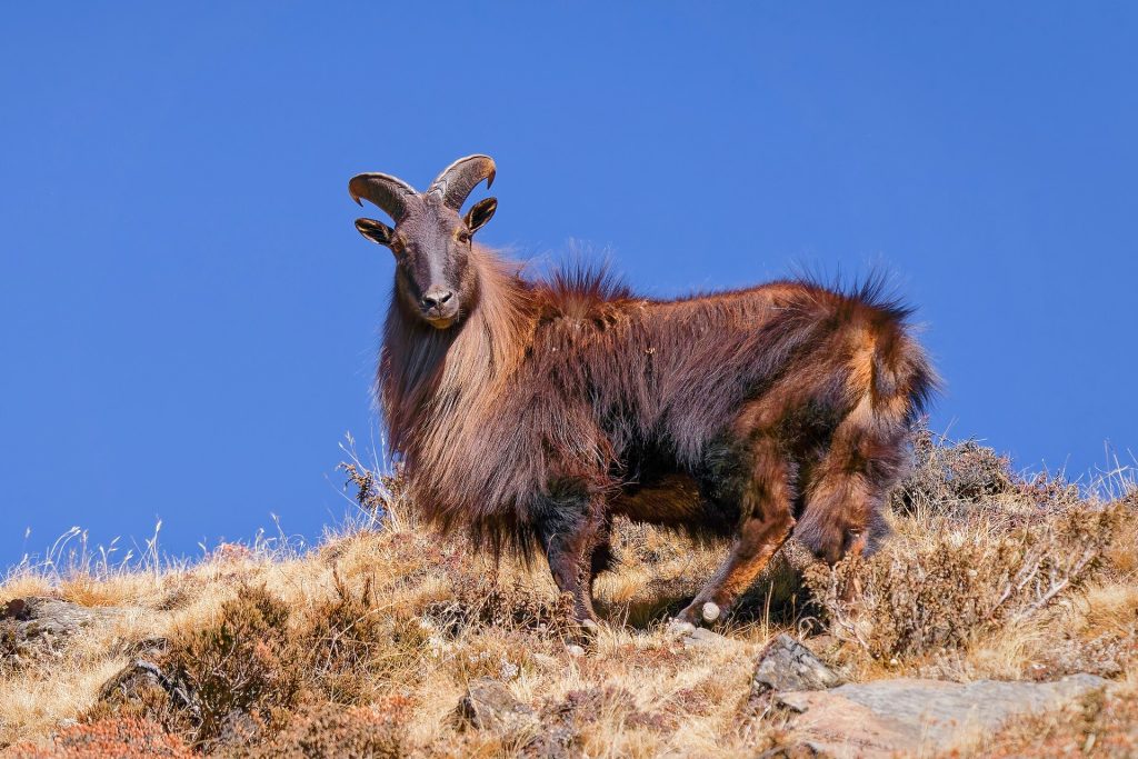 Himalayan tahr (Hemitragus jemlahicus)