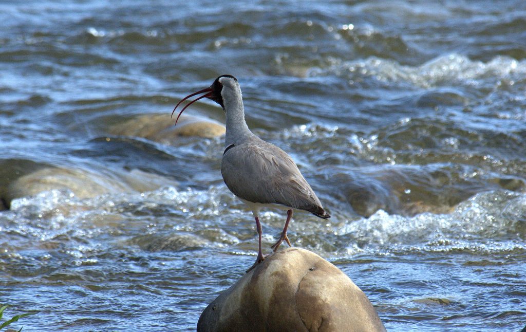 Ibisbill (Ibidorhyncha struthersii)