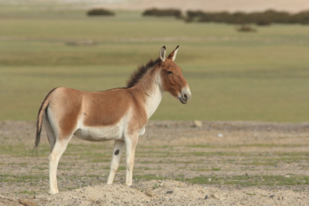Kiang (Tibetan wild ass) (Equus kiang)