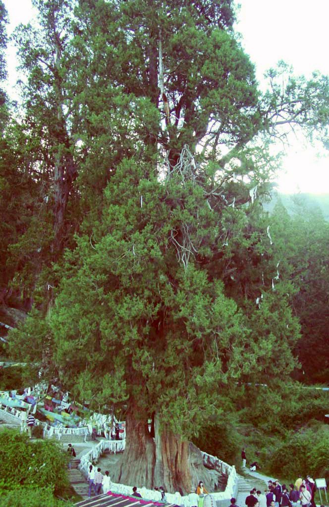 Tibetan cypress (Cupressus gigantea)