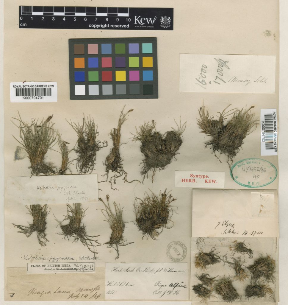 Kobresia sedge (Kobresia pygmaea)