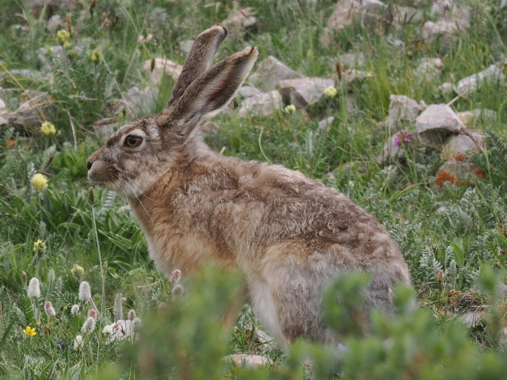 Woolly hare (Lepus oiostolus)