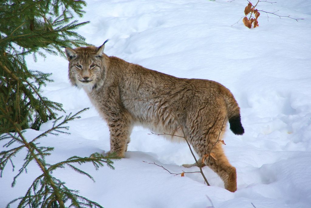 Eurasian lynx (Lynx lynx)