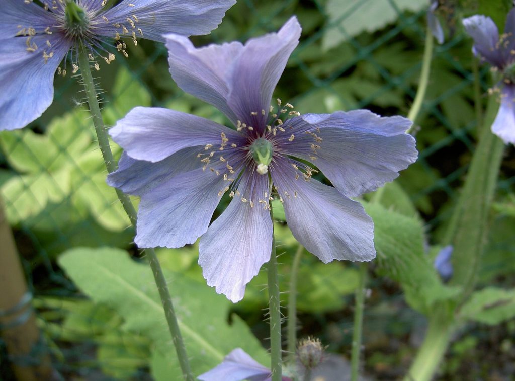 Prickly blue poppy (Meconopsis horridula)