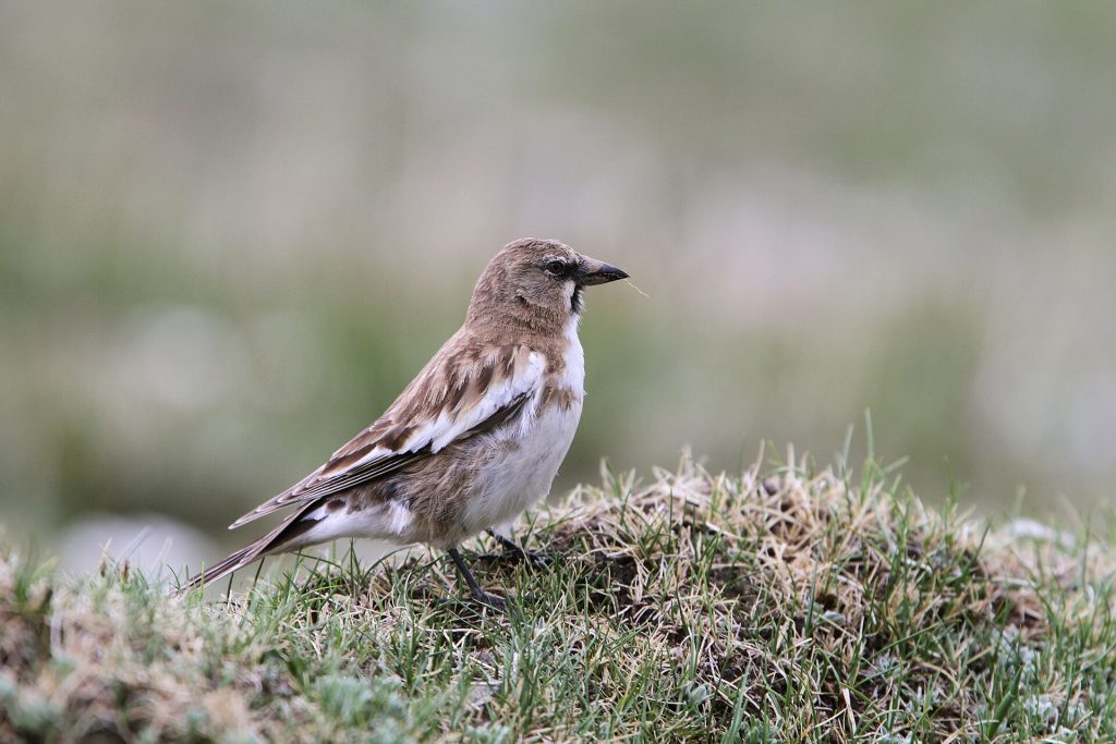 Tibetan snowfinch (Montifringilla henrici)