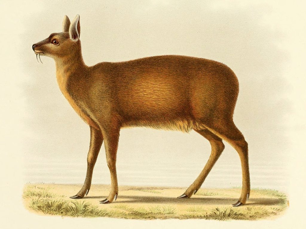 Alpine musk deer (Moschus chrysogaster)