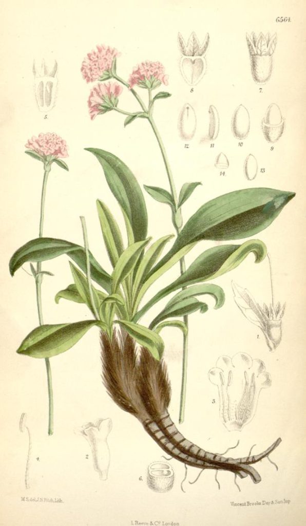 Spikenard (Nardostachys jatamansi)