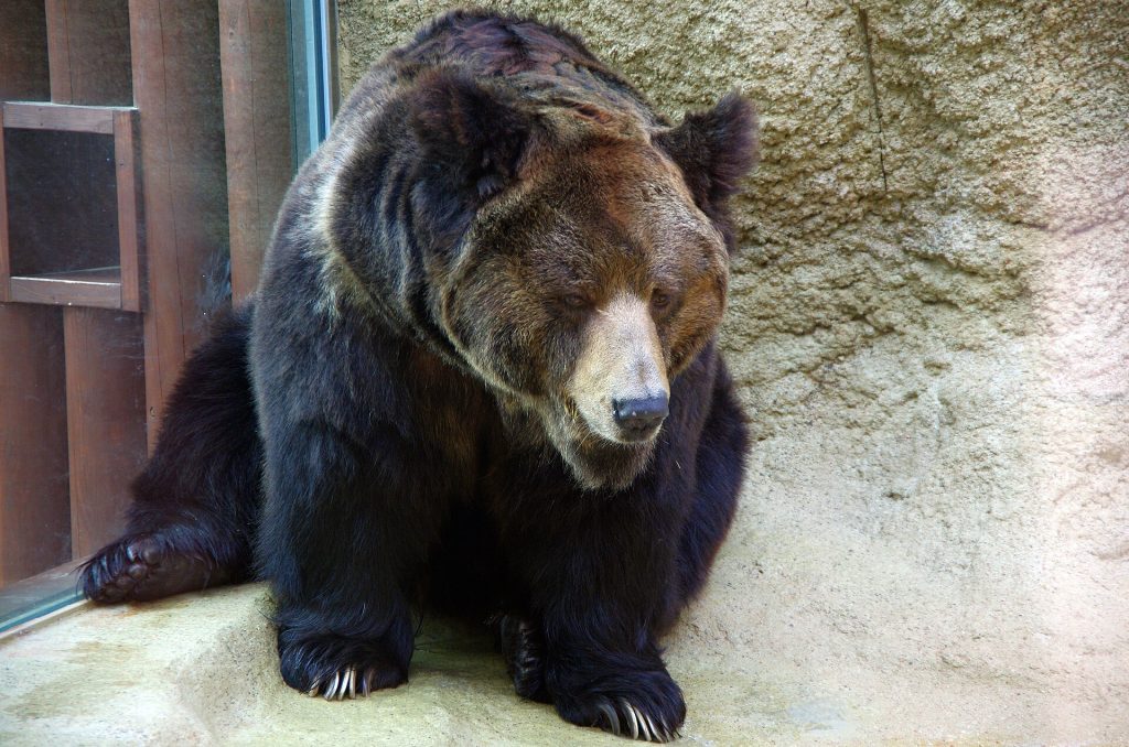 Tibetan brown bear (Tibetan blue bear) (Ursus arctos pruinosus)