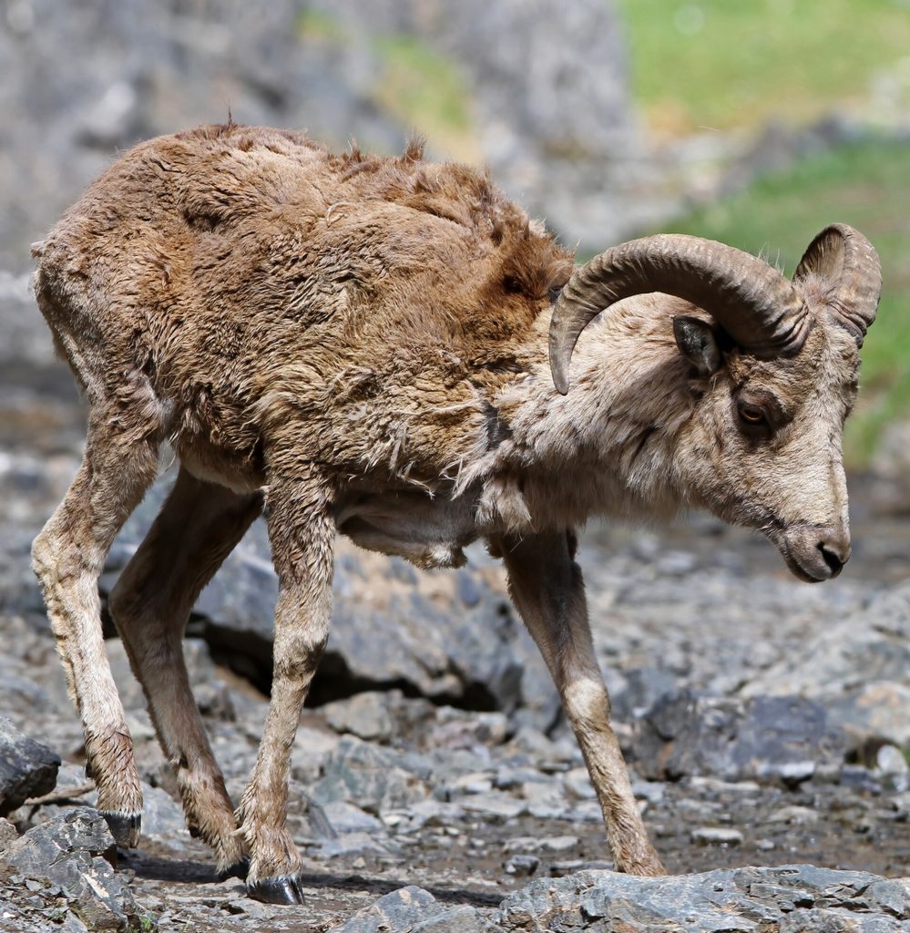 Tibetan argali (Ovis ammon)