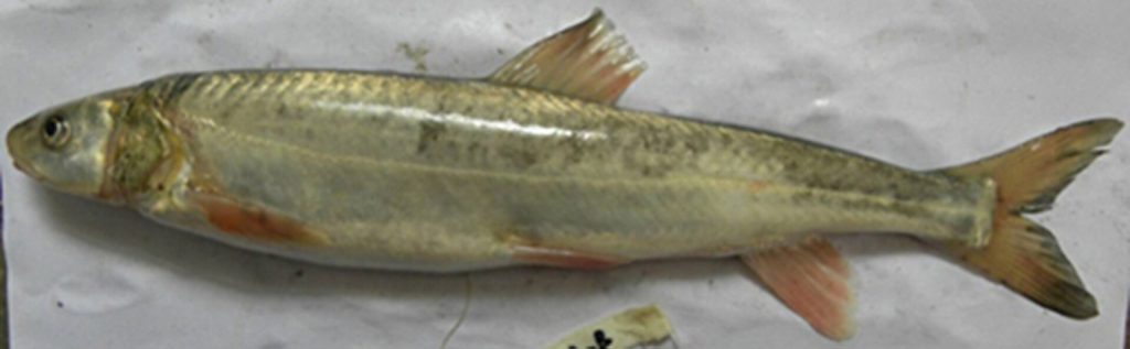 Oxygymnocypris stewartii (Oxygymnocypris stewartii)
