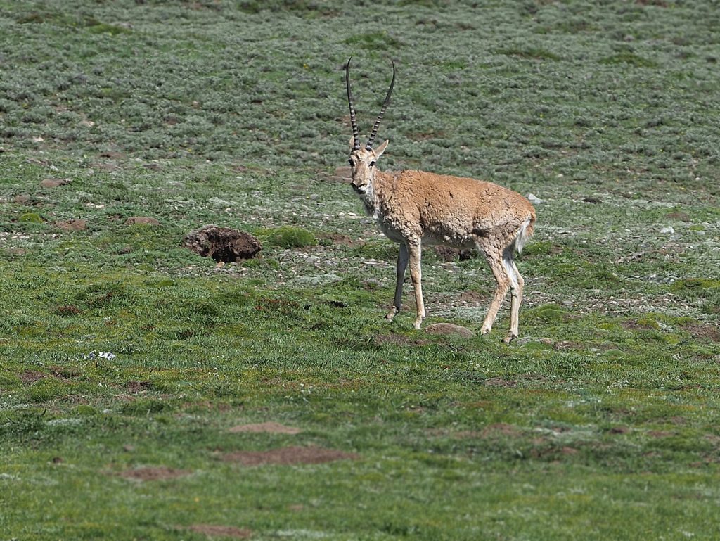 Tibetan antelope (chiru) (Pantholops hodgsonii)