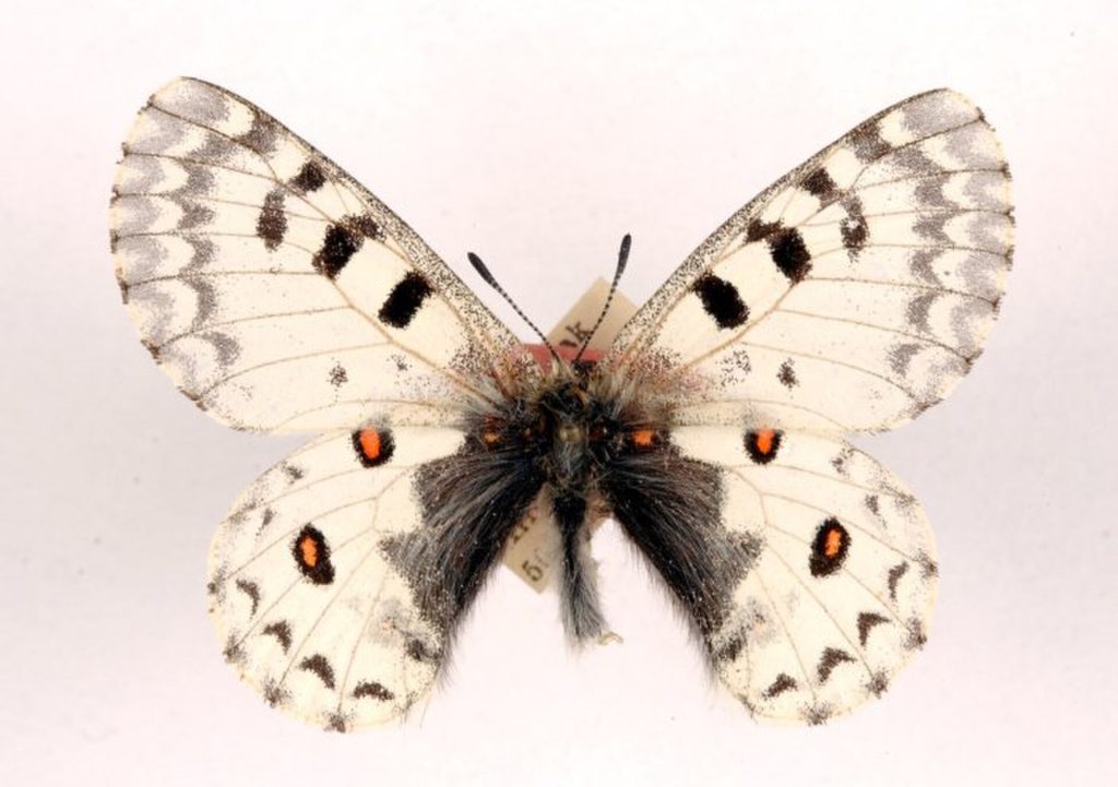 Common red Apollo (Parnassius epaphus)