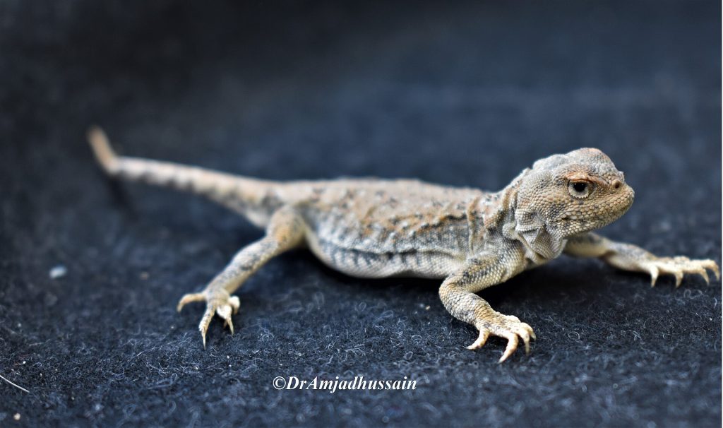 Theobald’s toad-headed agama (Phrynocephalus theobaldi)