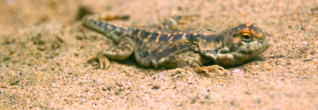 Qinghai toad-headed agama (Phrynocephalus vlangalii)