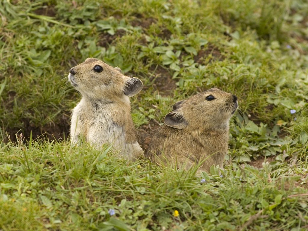 Plateau pika (Ochotona curzoniae)