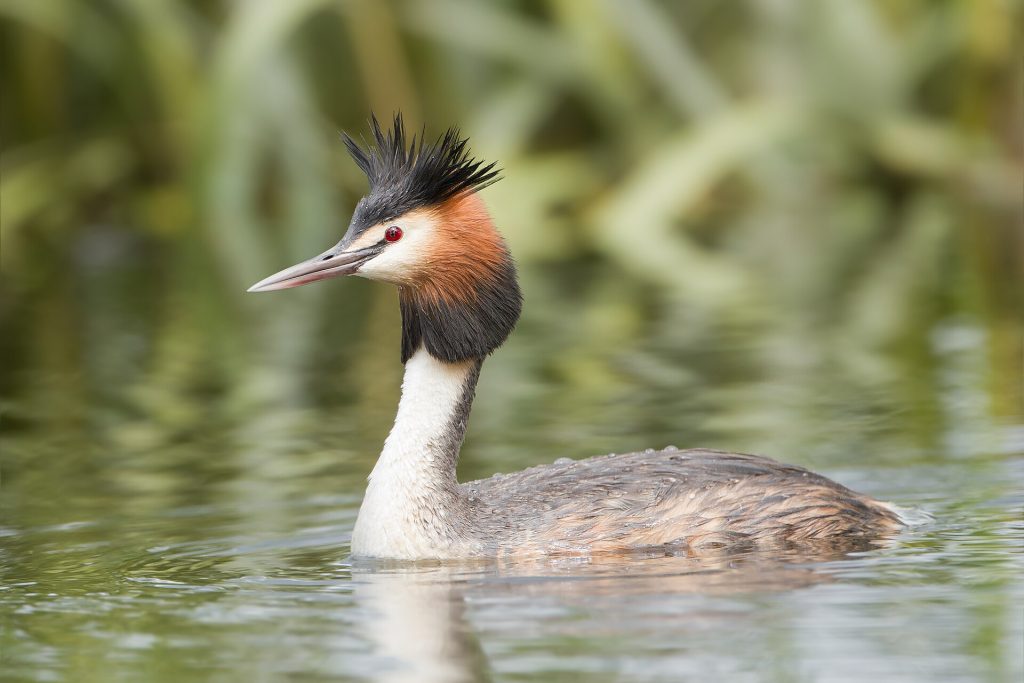 Great crested grebe (Podiceps cristatus)