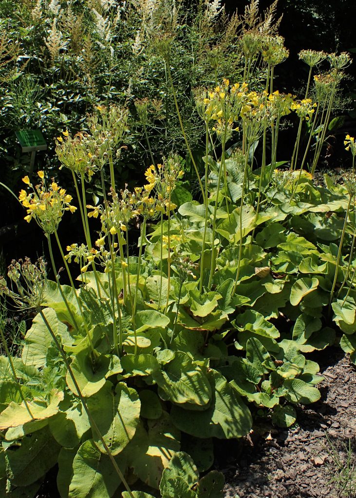 Tibetan cowslip (Primula florindae) (Primula florindae)