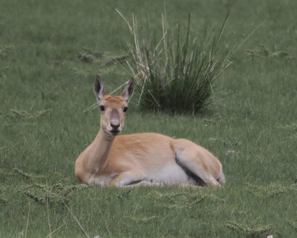 Przewalski’s gazelle (Procapra przewalskii)